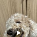 멈머다냥 이미지