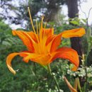 세미원 연꽃박물관 이미지