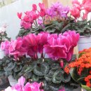 산정농원 이미지