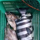 남양주탑실내바다낚시터 이미지