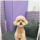 우리 펫 살롱 이미지