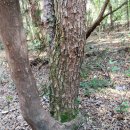 머체왓숲길영농조합 | 제주여행266 한남리 머체왓 소롱콧길