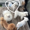 강아지산책 | 비숑강아지 성격특징 산책후기 털안빠지는견종추천