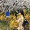 삼락생태공원 | 부산 벚꽃 명소🌸 | 삼락생태공원 후기 - 벚꽃축제,개화율,주차,포토존