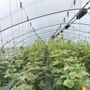 만땅농장 이미지