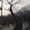 도립리 육괴정 이미지