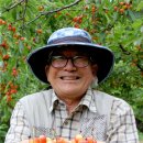 충북 최초 체리 재배 성공한 농부....체리 전도사의 성공 비결을 알아보자. 이미지