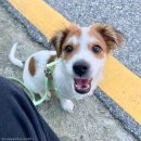 강아지 세상 이미지