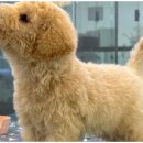 강아지와고양이 이미지