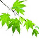 트럼펫연주 이미지