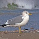 갈매기 Common Gull 580 이미지