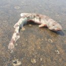 상어지 수변공원 이미지