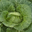 태천농장 이미지