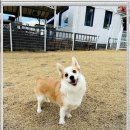 보성애견 이미지