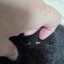 쥬니 | 쥬니 크라이오 후기