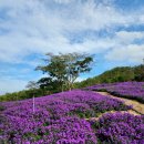 퍼플민박 이미지