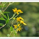 뚱딴지 - 용산구 새창로 122-1 | 뚱딴지