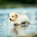 예쁜강아지 이미지