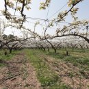 천주농장 이미지