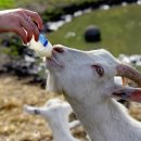 언덕위산양목장 이미지