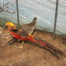 금계농원 이미지