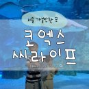 생태랑 놀아볼까 | 서울 코엑스 씨라이프 아쿠아리움 주차 겨울 실내 가볼 만한 곳