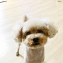 올바르개 | 강아지수제간식 케이크는 인천 연수구 올바르개