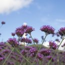 제주몽돌 이미지