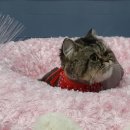 남창애견샵 복실강아지 이미지