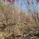 왕소나무집 이미지