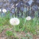 내가본꽃씨 이미지