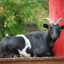 상혁농장 이미지