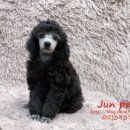 JUN PET(준펫) 이미지