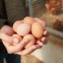 고려축산2농장 이미지