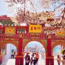 용동공원 | 2026 인천 벚꽃 명소 1위! 인천 자유공원 벚꽃축제 일정 개화시기 주차까지 완벽 총정리