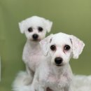 쏭트리밍 이미지