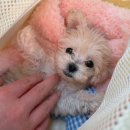 멍더가든 이미지