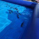 하모리-11 | (제주) 2025년 11월 제주 축제추천/제주방어축제 다녀온 실제후기/2026년방어축제참고 : 2025 제주...