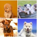 벨라독 | 수원강아지분양 벨라독에서 시작하는 행복한 반려생활!