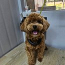 개밥주는고양이