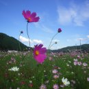 하동 북천 코스모스.메밀 축제 이미지