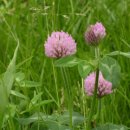 머리사랑 이미지