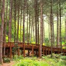 양평 국립 산음자연휴양림=사계절 다 아름다운 대한민국 1호 치유의 숲 이미지