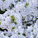 가시나무공원 이미지