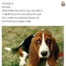 멍뭉이 이미지