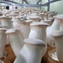 성무농장 이미지