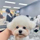 벨라루시애견미용학원 이미지