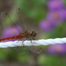 고추잠자리 이미지