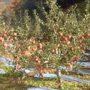 기형농장 이미지