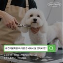 찬스 메이커(CHANCE MAKER) | 애견미용학원 마케팅 홍보 효과 보려면
